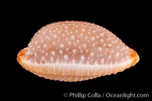 Grape Cowrie, Cypraea staphylaea