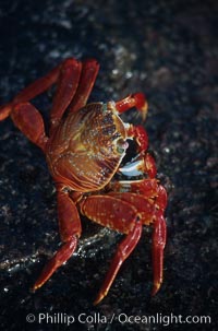 Sally Lightfoot crab, Grapsus grapsus