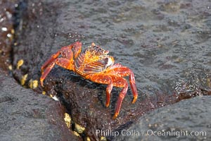 Sally lightfoot crab on volcanic rocks, Punta Albemarle, Grapsus grapsus, Isabella Island