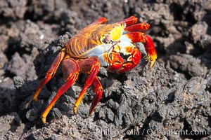 Sally lightfoot crab on volcanic rocks, Punta Albemarle, Grapsus grapsus, Isabella Island