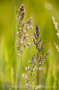 Grass backlit by the setting sun.