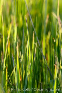 Grass backlit by the setting sun.