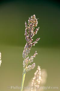 Grass backlit by the setting sun, Lake Clark National Park, Alaska