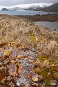 Grassy windy highlands and rocks, overlooking Stromness Bay, Stromness Harbour