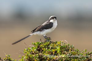 Gray-Backed Fiscal, Lanius excubitoroides, Masai Mara, Kenya, Lanius excubitoroides, Maasai Mara National Reserve