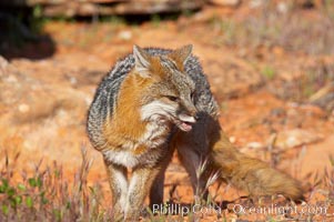 Gray fox.  Gray foxes are found in deciduous woodlands, but are occasionally seen in old fields foraging for fruits and insects. Gray foxes resemble small, gracile dogs with bushy tails. They are distinguished from most other canids by their grizzled upperparts, buff neck and black-tipped tail, Urocyon cinereoargenteus