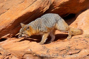 Gray fox.  Gray foxes are found in deciduous woodlands, but are occasionally seen in old fields foraging for fruits and insects. Gray foxes resemble small, gracile dogs with bushy tails. They are distinguished from most other canids by their grizzled upperparts, buff neck and black-tipped tail, Urocyon cinereoargenteus