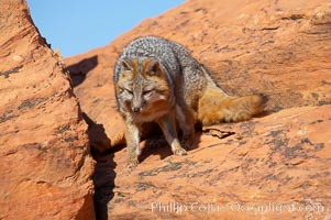 Gray fox.  Gray foxes are found in deciduous woodlands, but are occasionally seen in old fields foraging for fruits and insects. Gray foxes resemble small, gracile dogs with bushy tails. They are distinguished from most other canids by their grizzled upperparts, buff neck and black-tipped tail, Urocyon cinereoargenteus