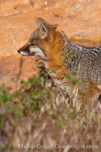 Gray fox.  Gray foxes are found in deciduous woodlands, but are occasionally seen in old fields foraging for fruits and insects. Gray foxes resemble small, gracile dogs with bushy tails. They are distinguished from most other canids by their grizzled upperparts, buff neck and black-tipped tail, Urocyon cinereoargenteus