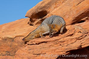 Gray fox.  Gray foxes are found in deciduous woodlands, but are occasionally seen in old fields foraging for fruits and insects. Gray foxes resemble small, gracile dogs with bushy tails. They are distinguished from most other canids by their grizzled upperparts, buff neck and black-tipped tail, Urocyon cinereoargenteus