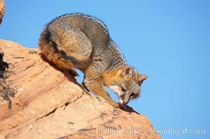 Gray fox.  Gray foxes are found in deciduous woodlands, but are occasionally seen in old fields foraging for fruits and insects. Gray foxes resemble small, gracile dogs with bushy tails. They are distinguished from most other canids by their grizzled upperparts, buff neck and black-tipped tail, Urocyon cinereoargenteus