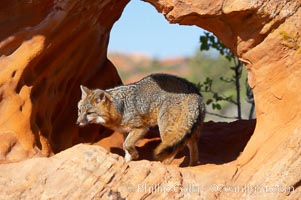 Gray fox.  Gray foxes are found in deciduous woodlands, but are occasionally seen in old fields foraging for fruits and insects. Gray foxes resemble small, gracile dogs with bushy tails. They are distinguished from most other canids by their grizzled upperparts, buff neck and black-tipped tail, Urocyon cinereoargenteus