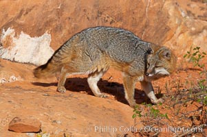 Gray fox.  Gray foxes are found in deciduous woodlands, but are occasionally seen in old fields foraging for fruits and insects. Gray foxes resemble small, gracile dogs with bushy tails. They are distinguished from most other canids by their grizzled upperparts, buff neck and black-tipped tail, Urocyon cinereoargenteus