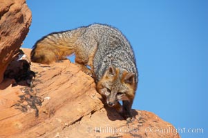 Gray fox.  Gray foxes are found in deciduous woodlands, but are occasionally seen in old fields foraging for fruits and insects. Gray foxes resemble small, gracile dogs with bushy tails. They are distinguished from most other canids by their grizzled upperparts, buff neck and black-tipped tail, Urocyon cinereoargenteus