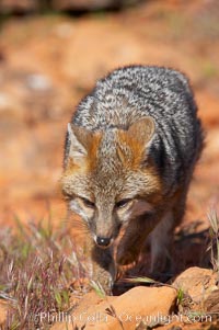 Gray fox.  Gray foxes are found in deciduous woodlands, but are occasionally seen in old fields foraging for fruits and insects. Gray foxes resemble small, gracile dogs with bushy tails. They are distinguished from most other canids by their grizzled upperparts, buff neck and black-tipped tail, Urocyon cinereoargenteus