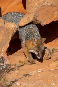 Gray fox.  Gray foxes are found in deciduous woodlands, but are occasionally seen in old fields foraging for fruits and insects. Gray foxes resemble small, gracile dogs with bushy tails. They are distinguished from most other canids by their grizzled upperparts, buff neck and black-tipped tail, Urocyon cinereoargenteus