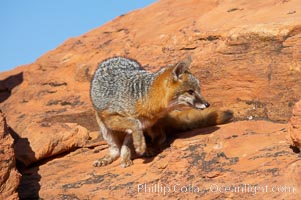 Gray fox.  Gray foxes are found in deciduous woodlands, but are occasionally seen in old fields foraging for fruits and insects. Gray foxes resemble small, gracile dogs with bushy tails. They are distinguished from most other canids by their grizzled upperparts, buff neck and black-tipped tail, Urocyon cinereoargenteus