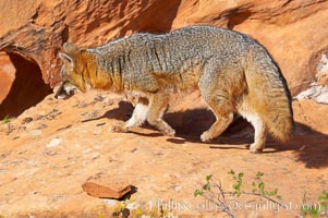 Gray fox.  Gray foxes are found in deciduous woodlands, but are occasionally seen in old fields foraging for fruits and insects. Gray foxes resemble small, gracile dogs with bushy tails. They are distinguished from most other canids by their grizzled upperparts, buff neck and black-tipped tail, Urocyon cinereoargenteus