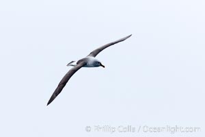 Gray-headed albatross, in flight, Thalassarche chrysostoma