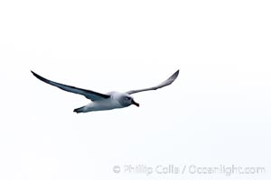 Gray-headed albatross, in flight, Thalassarche chrysostoma