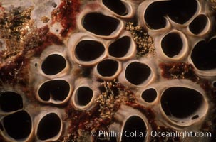 Gray moon sponge detail, Spheciospongia confoederata