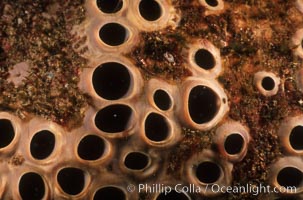 Gray moon sponge detail, Spheciospongia confoederata