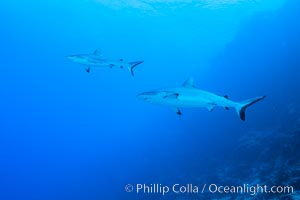 Gray reef sharks, Nigali Pass, Fiji, Nigali Passage, Gau Island, Lomaiviti Archipelago