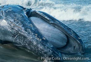 Gray whale carcass at oceans edge, Eschrichtius robustus, Del Mar, California