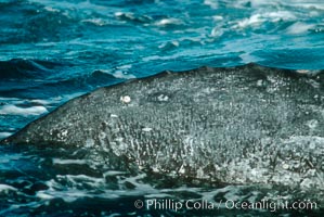 Gray whale, spine knuckle detail and characteristic skin mottling, Eschrichtius robustus, Monterey, California