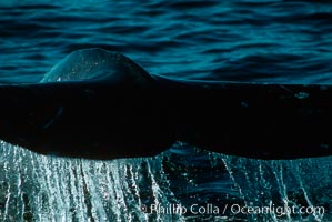 Image 01187, Gray whale. Monterey, California, USA, Eschrichtius robustus, Phillip Colla, all rights reserved worldwide.   Keywords: anatomy:animal:big sur:california:cetacea:cetacean:endangered:endangered threatened species:eschrichtiidae:eschrichtius:eschrichtius robustus:gray whale:mammal:marine:marine mammal:monterey:monterey bay national marine sanctuary:mysticete:mysticeti:national marine sanctuaries:ocean:robustus:usa:whale:whale anatomy:whale fluke tail:wildlife.