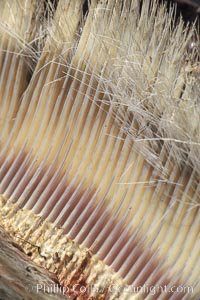 Gray whale baleen, Eschrichtius robustus