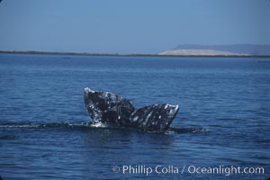 Gray whale, Laguna San Ignacio. San Ignacio Lagoon, Baja California, Mexico, Eschrichtius robustus, natural history stock photograph, photo id 03391