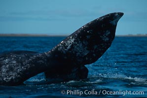 Gray whale, Laguna San Ignacio, Mexico.  Fluke raised during courtship competition. Eschrichtius robustus.