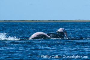 Gray whales, two males both with extended penis during courtship socialization, Laguna San Ignacio, Eschrichtius robustus, San Ignacio Lagoon