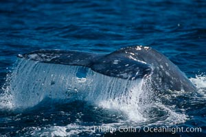 Gray whale, raising fluke to dive, Eschrichtius robustus, Big Sur, California