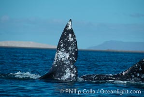 Courting gray whales, Laguna San Ignacio. San Ignacio Lagoon, Baja California, Mexico, Eschrichtius robustus, natural history stock photograph, photo id 05795