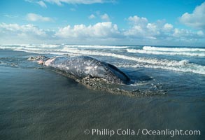 Gray whale carcass at oceans edge, Eschrichtius robustus, Del Mar, California