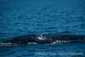 Gray whale dorsal aspect showing injury/wound/indentation likely caused by boat, Laguna San Ignacio, Eschrichtius robustus, San Ignacio Lagoon