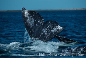 Gray whale lifting fluke during courtship socialization, Laguna San Ignacio, Eschrichtius robustus, San Ignacio Lagoon