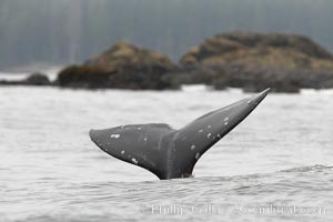 Gray whale, raising its fluke (tail) before diving to the ocean floor to forage for crustaceans, , Cow Bay, Flores Island, near Tofino, Clayoquot Sound, west coast of Vancouver Island. British Columbia, Canada, Eschrichtius robustus, natural history stock photograph, photo id 21174