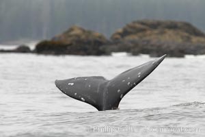 Gray whale, raising its fluke (tail) before diving to the ocean floor to forage for crustaceans, , Cow Bay, Flores Island, near Tofino, Clayoquot Sound, west coast of Vancouver Island, Eschrichtius robustus