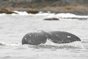 Gray whale, raising its fluke (tail) before diving to the ocean floor to forage for crustaceans, , Cow Bay, Flores Island, near Tofino, Clayoquot Sound, west coast of Vancouver Island, Eschrichtius robustus