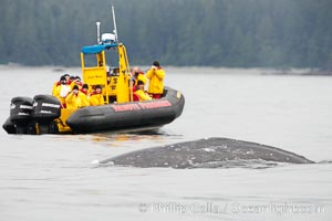 Gray whale dorsal ridge (back) at the surface in front of a boat full of whale watchers, Cow Bay, Flores Island, near Tofino, Clayoquot Sound, west coast of Vancouver Island, Eschrichtius robustus