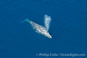 Gray whale blowing at the ocean surface, exhaling and breathing as it prepares to dive underwater, Eschrichtius robustus, Encinitas, California