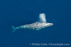 Gray whale blowing at the ocean surface, exhaling and breathing as it prepares to dive underwater, Eschrichtius robustus, Encinitas, California