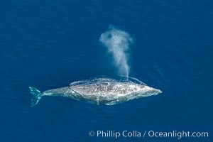 Gray whale blowing at the ocean surface, exhaling and breathing as it prepares to dive underwater, Eschrichtius robustus, Encinitas, California