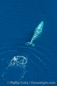 Gray whale diving below the ocean surface, leaving a footprint in its wake.  Aerial photo.