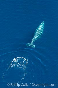 Gray whale diving below the ocean surface, leaving a footprint in its wake.  Aerial photo, Eschrichtius robustus, Encinitas, California