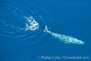 Gray whale diving below the ocean surface, leaving a footprint in its wake.  Aerial photo, Eschrichtius robustus, Encinitas, California