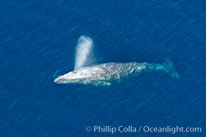 Gray whale blowing at the ocean surface, exhaling and breathing as it prepares to dive underwater, Eschrichtius robustus, Encinitas, California